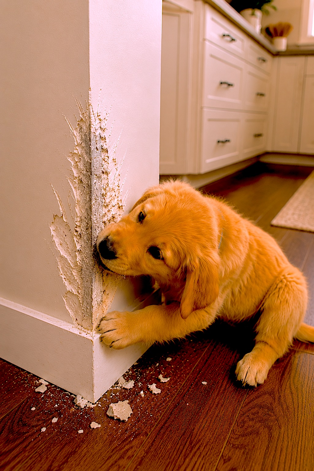 Puppy chewing the corner of a wall