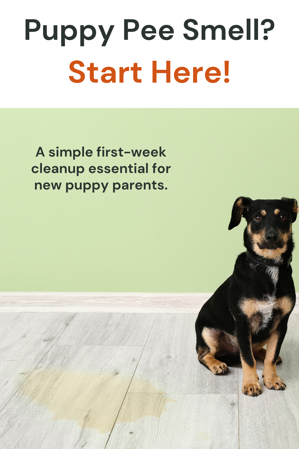 Puppy beside a clean floor in a bright home