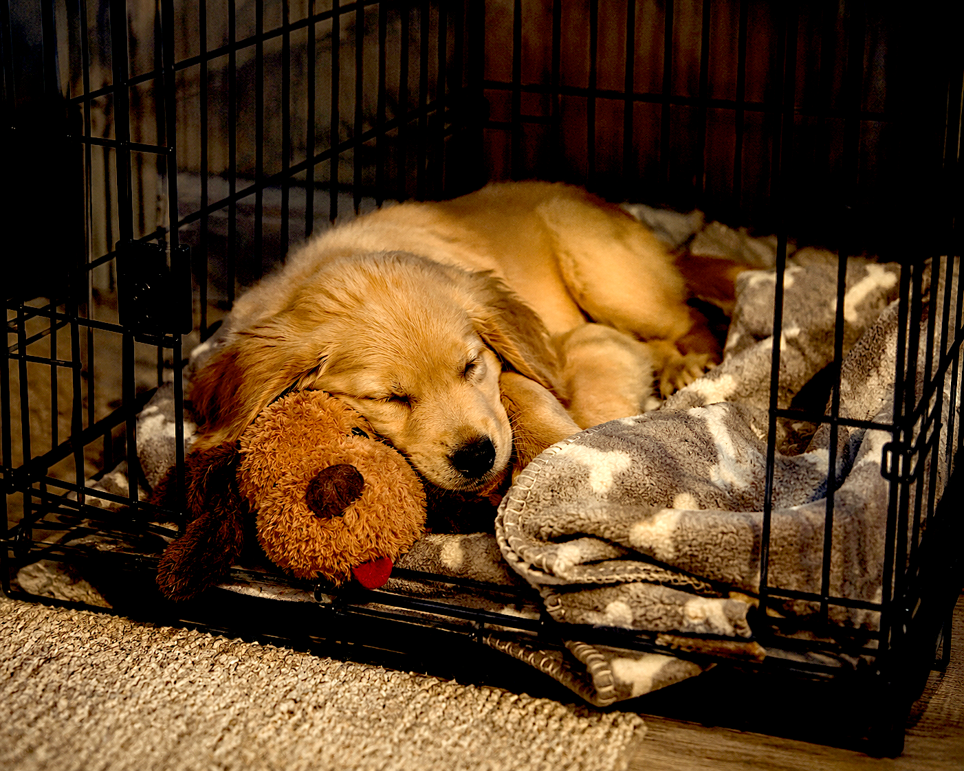 Puppy sleeping peacefully in a crate with a comfort toy